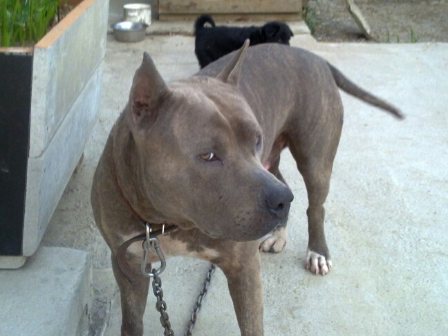 Пропала собака