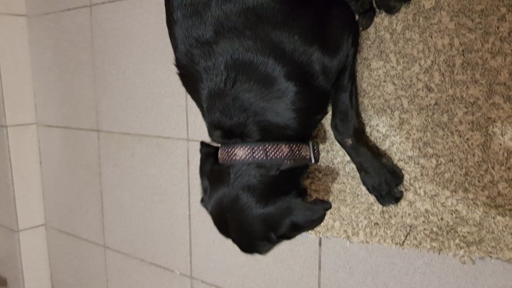 Найдена собака