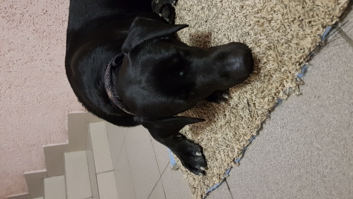 Найдена собака