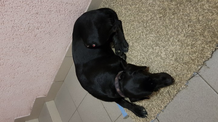 Найдена собака