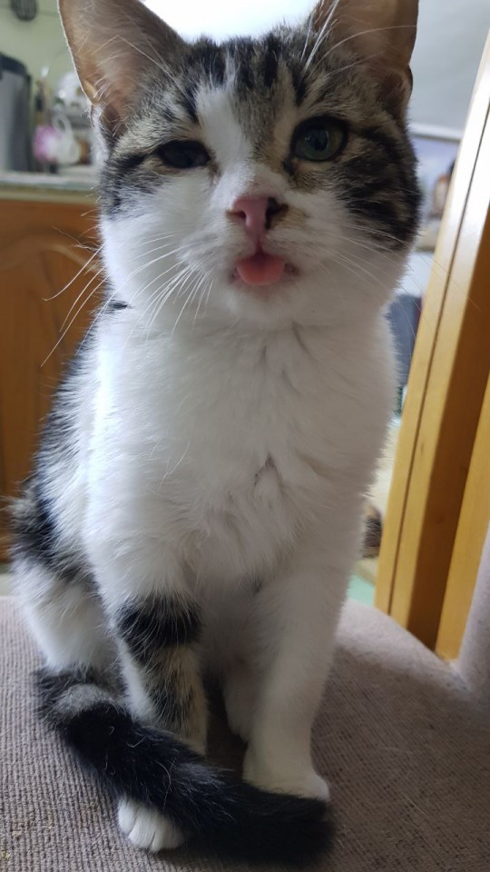 Помогите!Пропала любимица кошечка 5 месяцев!