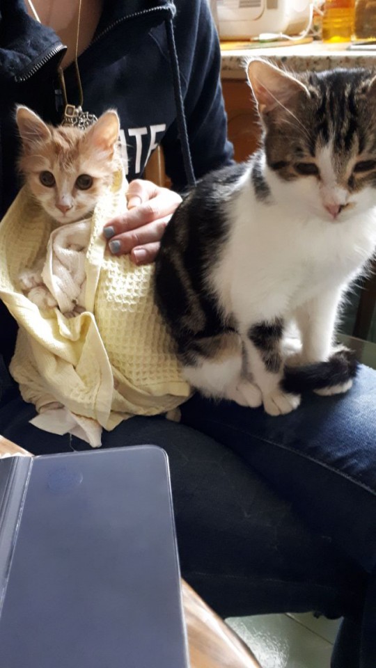 Помогите!Пропала любимица кошечка 5 месяцев!