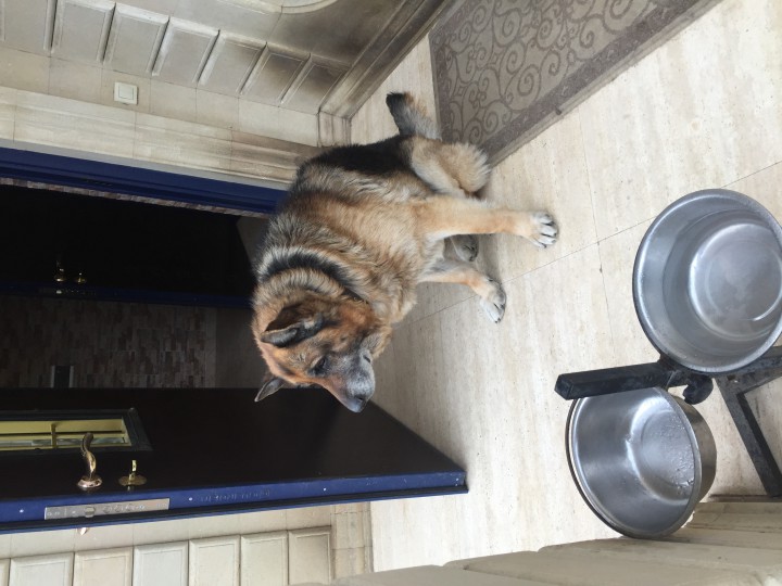 Отдам немецкую овчарку в добрые руки! Замечательный охранник!!!