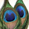 Серьги из павлиньих перьев