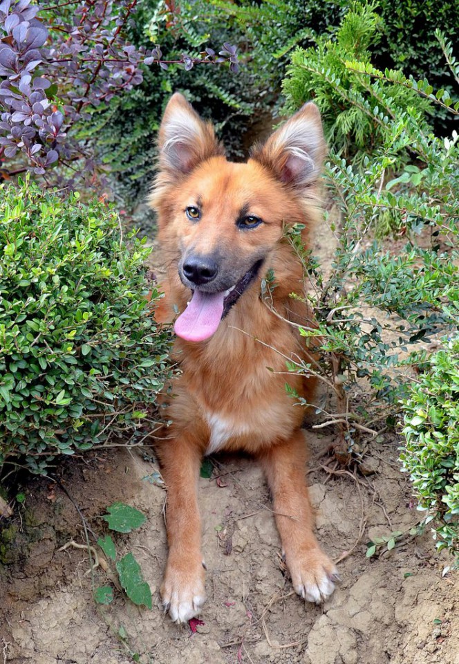 Домашний приют раздает питомцев