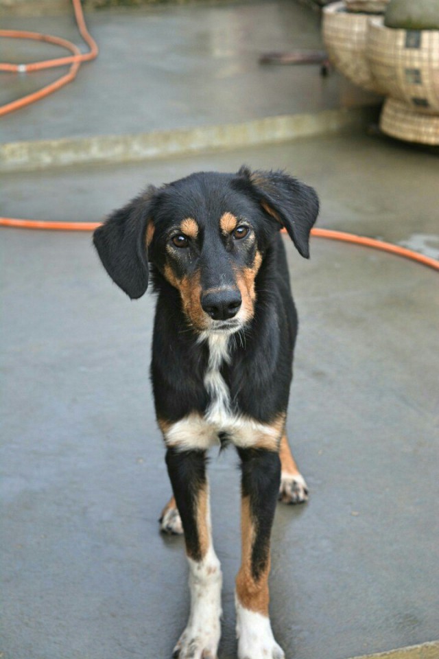 Домашний приют раздает питомцев