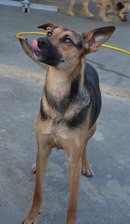 Домашний приют раздает питомцев