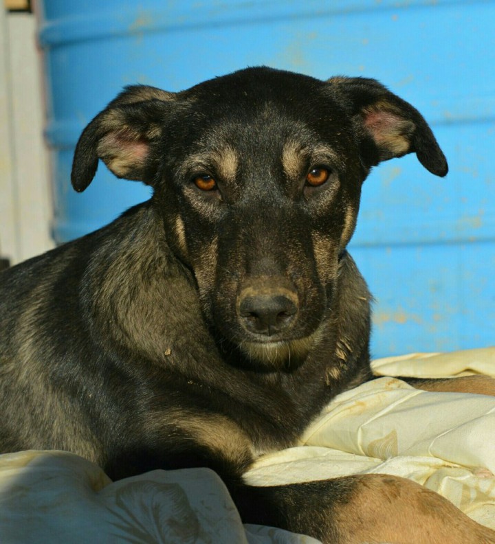 Домашний приют раздает питомцев