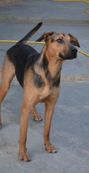 Домашний приют раздает питомцев