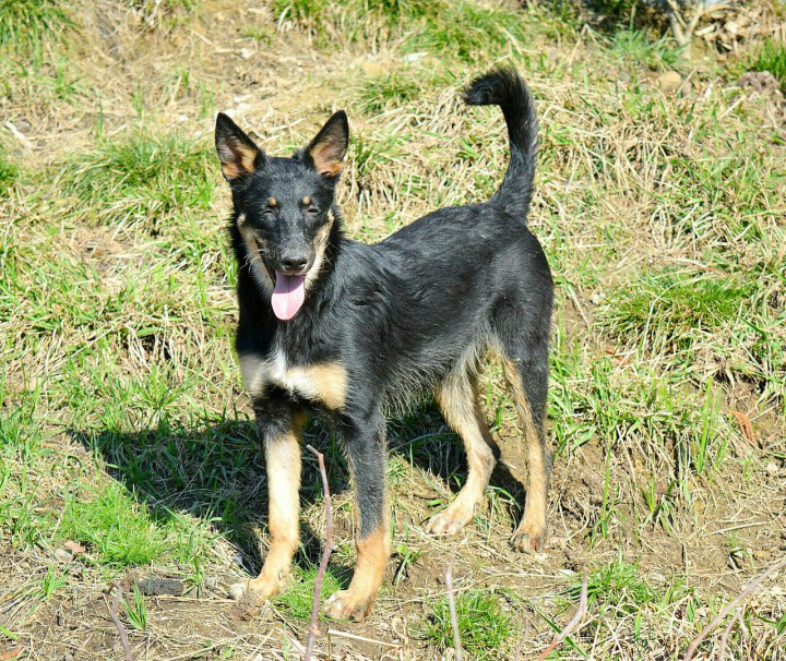 Домашний приют раздает питомцев