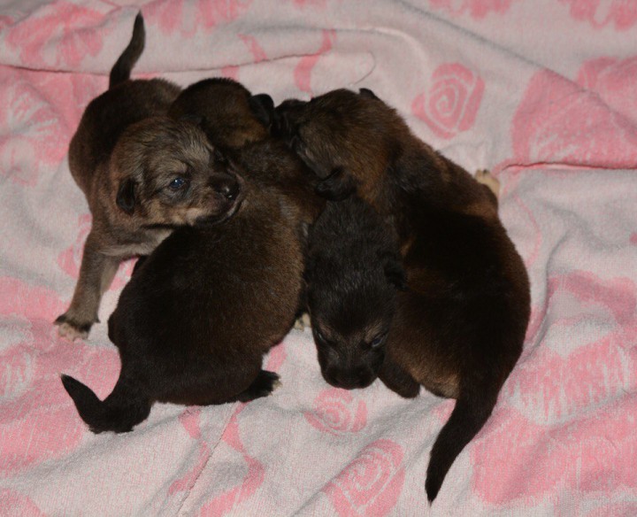 Малыши из Пони Карамельки!!