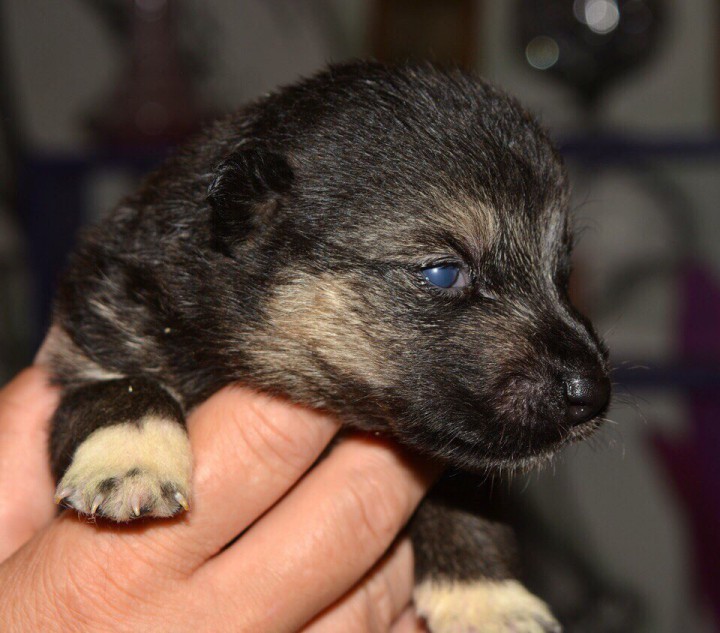 Малыши из Пони Карамельки!!