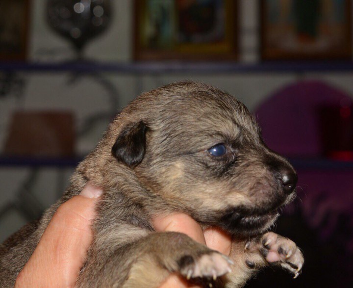 Малыши из Пони Карамельки!!