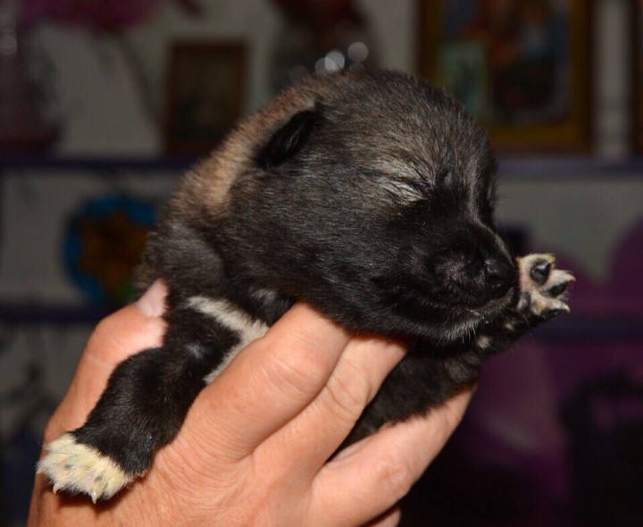 Малыши из Пони Карамельки!!