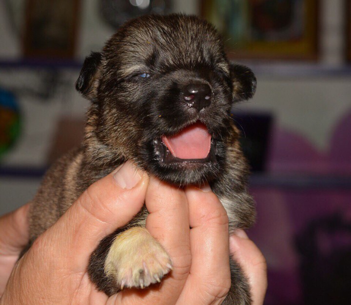 Малыши из Пони Карамельки!!