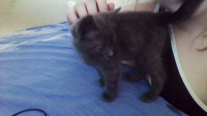 Отдам в хорошие руки.