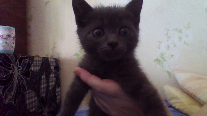 Отдам в хорошие руки.