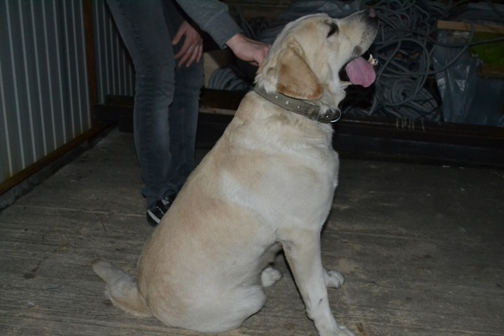 НАЙДЕН ЛАБРАДОР