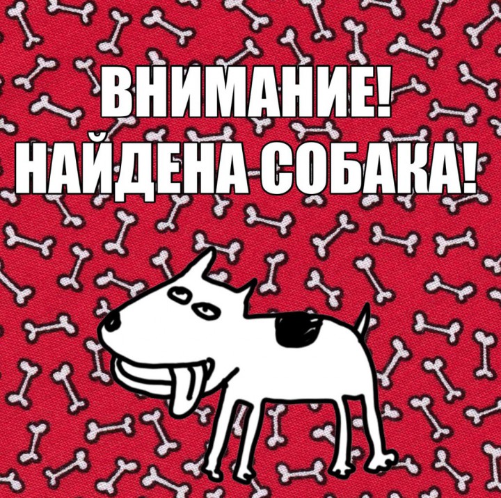 Найдена собака шпиц в Адлере