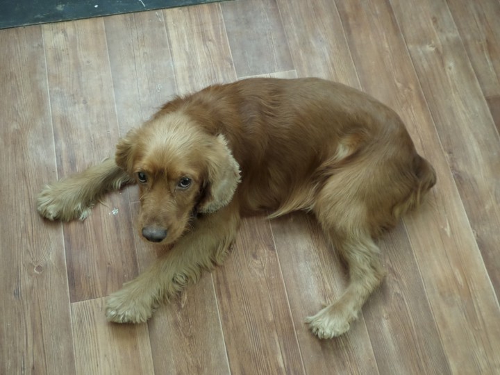 Отдам в добрые руки