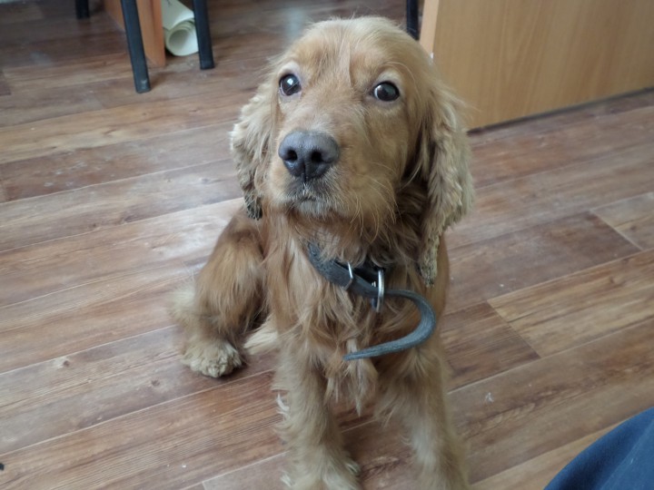 Отдам в добрые руки