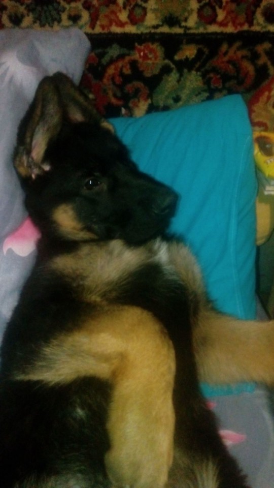 Потеряли собаку