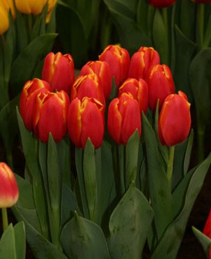 Продаю голландские тюльпаны!