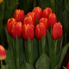 Продаю голландские тюльпаны!