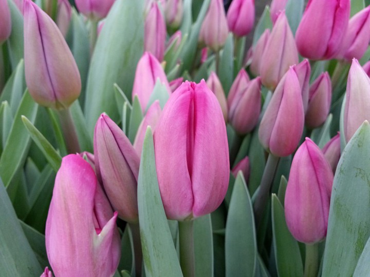 Продаю голландские тюльпаны!