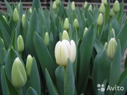 Продаю голландские тюльпаны!