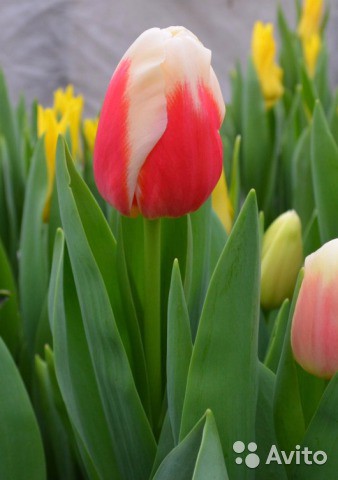 Продаю голландские тюльпаны!