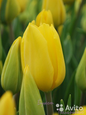 Продаю голландские тюльпаны!