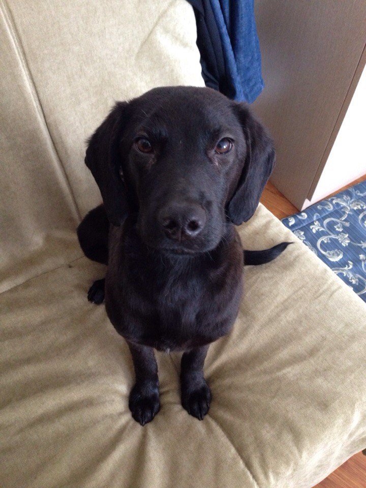 Найден щенок!