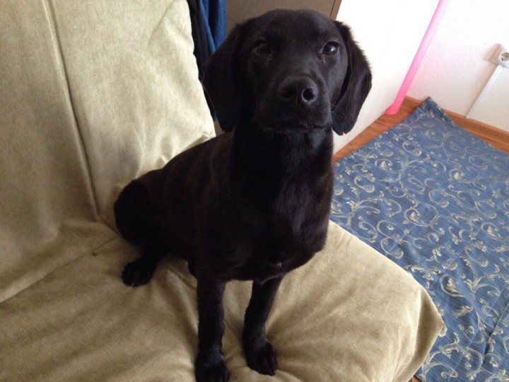 Найден щенок!