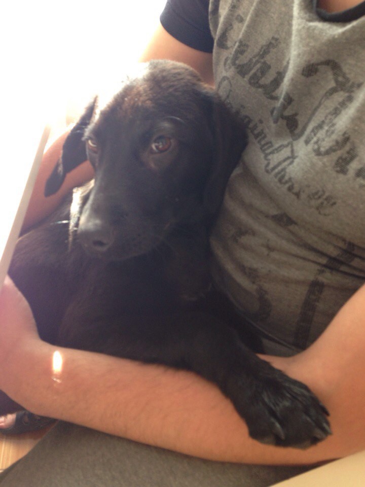 Найден щенок!