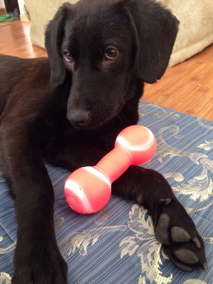 Щенок в добрые руки