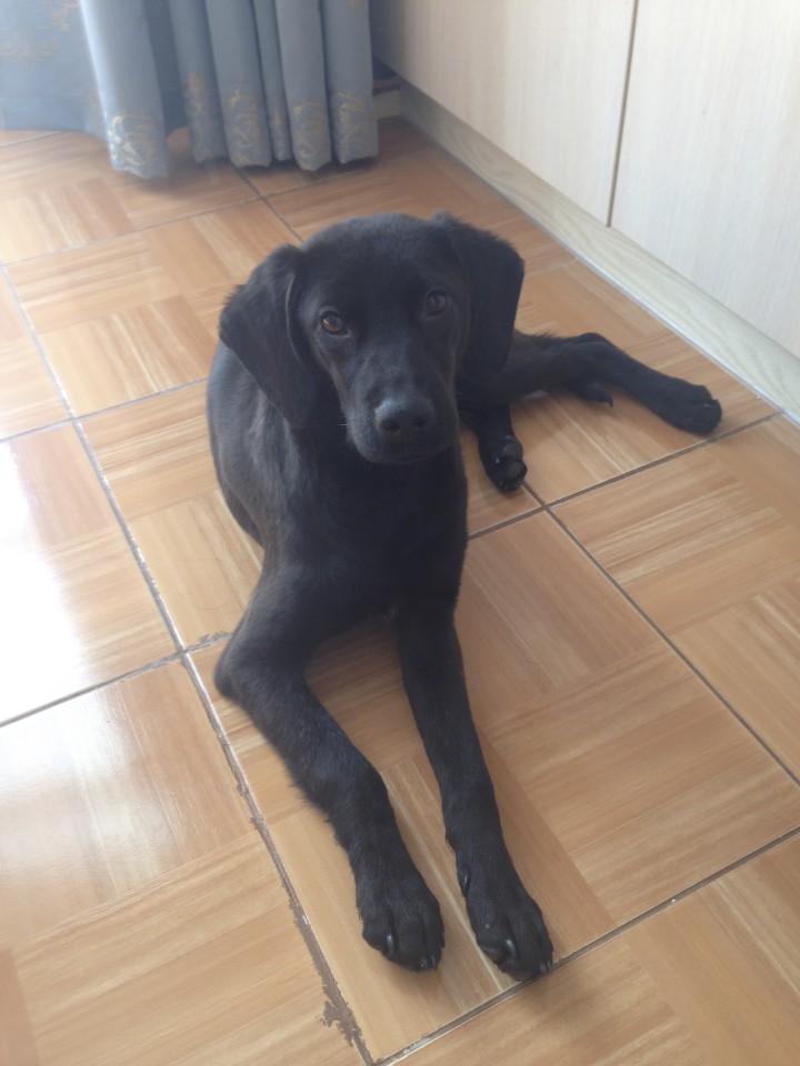 Щенок в добрые руки