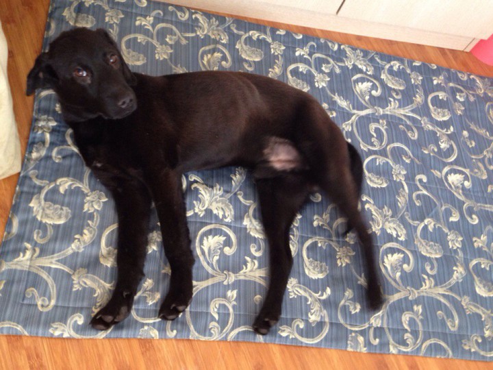 Щенок в добрые руки