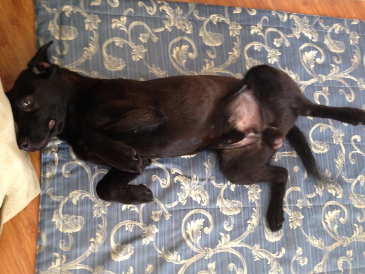 Щенок в добрые руки