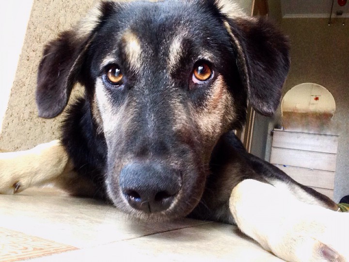 Щенок, метис овчарки, в хорошие руки