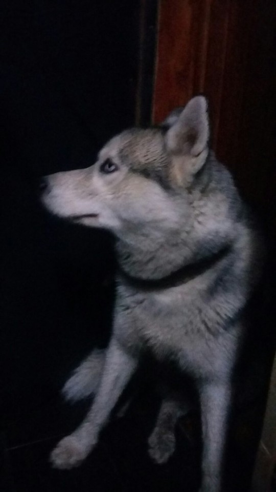 Нашли пса Хаски