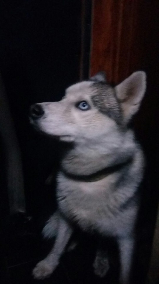 Нашли пса Хаски