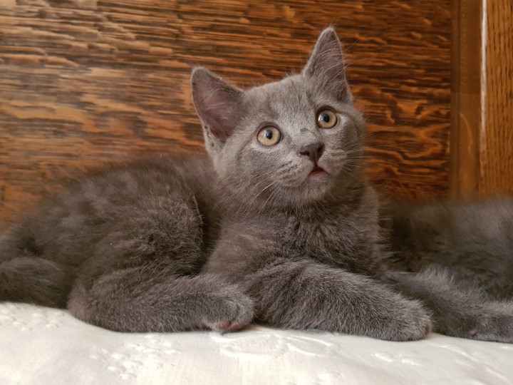 Ласковые, игривые котята срочно ищут дом!