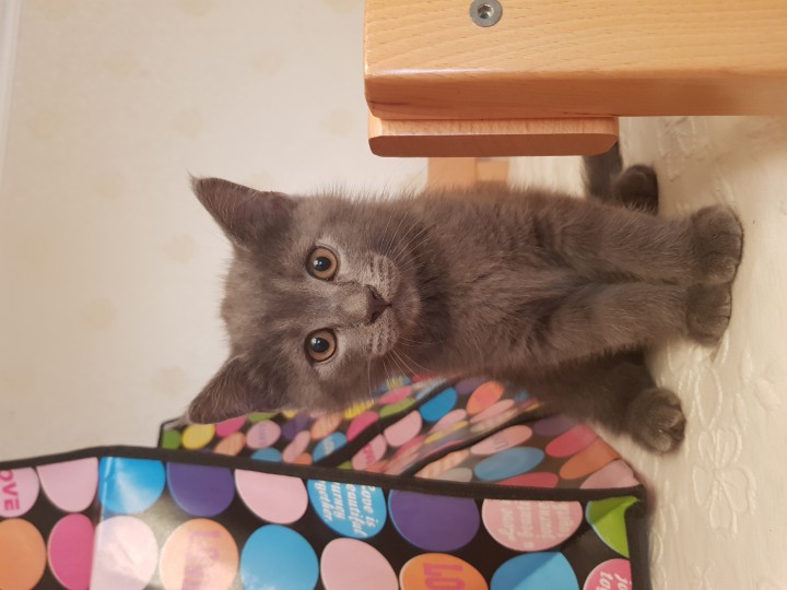 Ласковые, игривые котята срочно ищут дом!