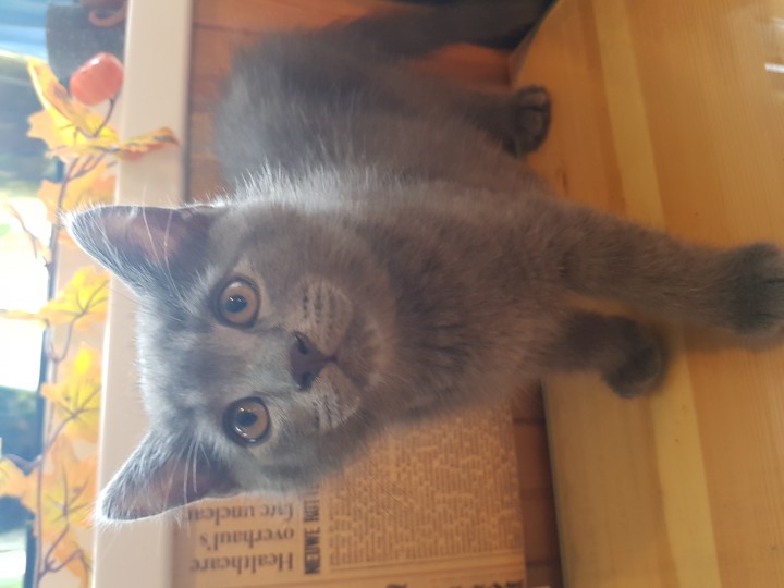 Ласковые, игривые котята срочно ищут дом!