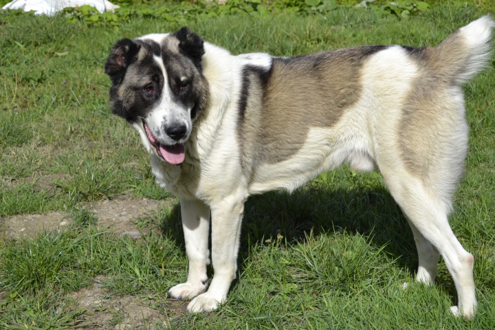 Пропала собака