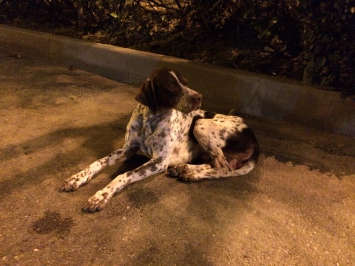 Найден курцхар