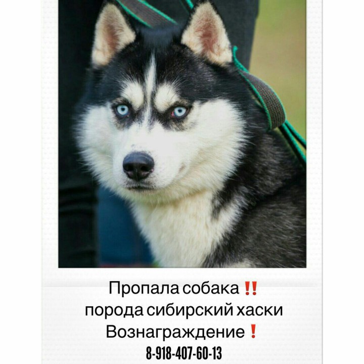Пропала собака!!! Верните за вознаграждение!