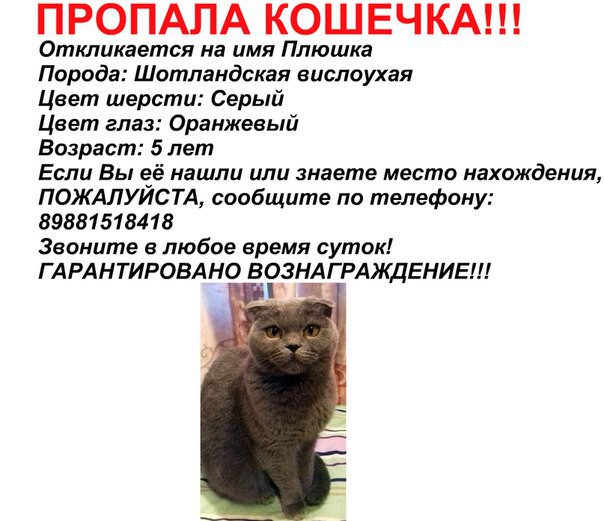 Пропала кошечка в завокзальном районе!