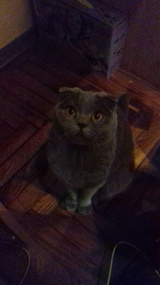 Пропала кошечка в завокзальном районе!